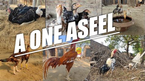 A One Aseel Desi Poultry Farm Free Range Murgi Palan Youtube