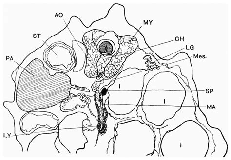 Paper Development Of The Spleen Embryology