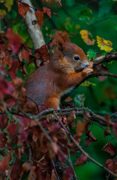 red squirrel adaptations   environment  melody davis blog