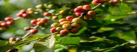 Veja Como Cultivar P De Caf E Aumentar A Produtividade Da Planta O