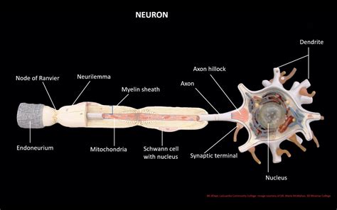 Scb209 Lab1 Natural Sciences Open Educational Resources