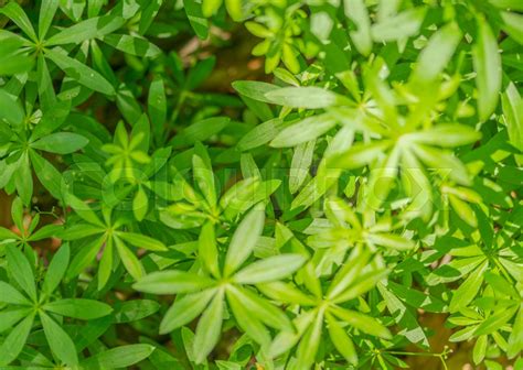 dense vegetation closeup stock image colourbox