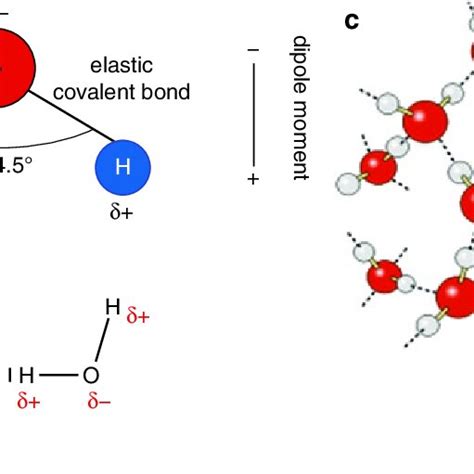 5 Structure Of The Water Molecule A Ball And Stick Model With The