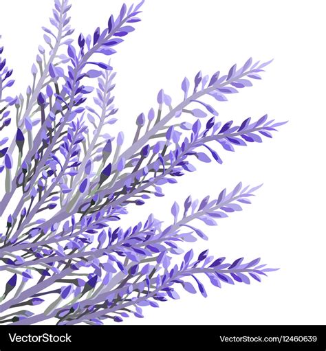 Lavender Flower In Watercolor Paint Style Vector Image