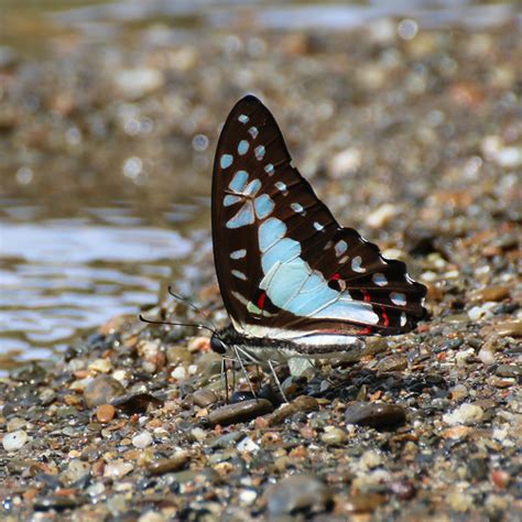 Great Jay Graphium Eurypylus INaturalist NZ