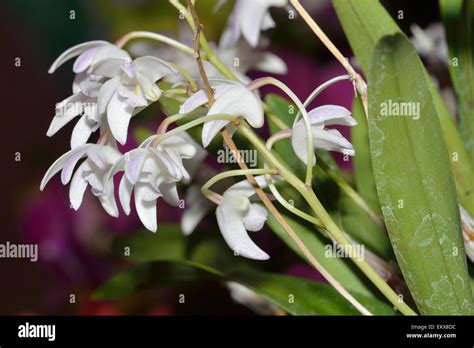 Delicadas Orqu Deas Dendrobium Dendrobium H Brido Delicatum Un