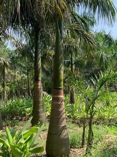 Well Drained Hyophorbe Lagenicaulis Bottle Palm Feet For Garden