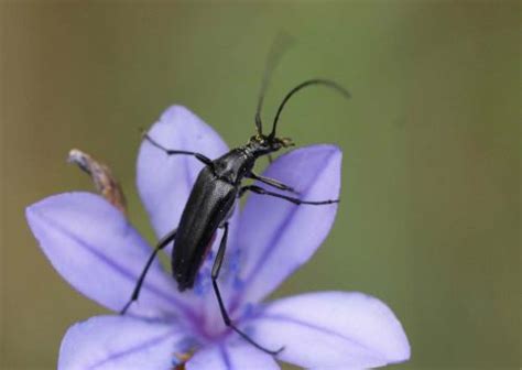 Stenurella Nigra Lepture Noir Le Monde Des Insectes