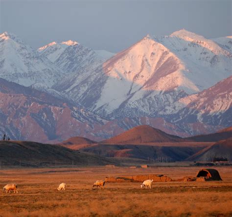 Snow Mountain in Sunrise stock photo. Image of sheep, rural - 4275942