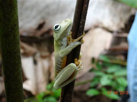 Banana Tree Dwelling Frog From San Lu S De Cubarral Meta Colombia On