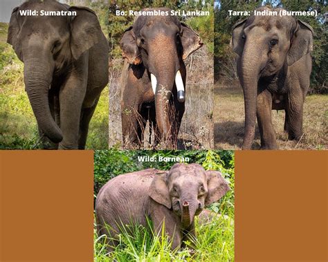 Friday Fun Facts: Asian... - Elephant Aid International