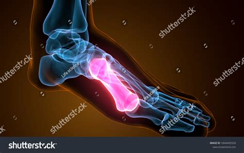 3d Illustration Human Skeleton Metatarsal Bone Stock Illustration ...