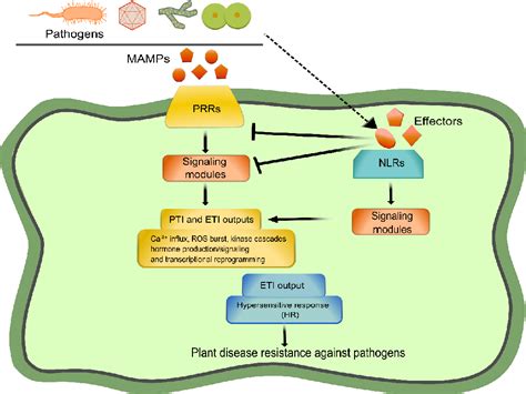 Figure From An Overview Of Prr And Nlr Mediated Immunities