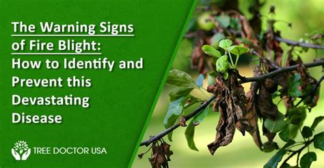 Signs Of Fire Blight How To Identify And Prevent This Devastating Disease