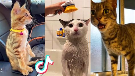 Funny Cat Videos Tik Tok 🤣 | TikTok Compilation | World Cat Comedy