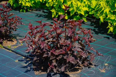 Пузыреплодник калинолистный (Physocarpus opulifolius `Red Esquire ...