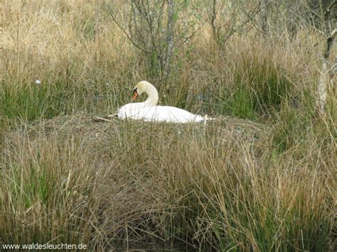 H Ckerschwan Auf Dem Nest Cygnus Olor Waldesleuchten