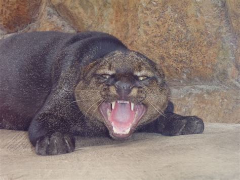 A grumpy wild cat just living in the natural world. | Smithsonian Photo ...
