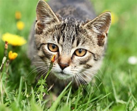 Katzenschutzverordnung Tritt In Kraft Rosin Berlin