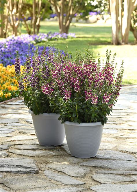 Capturing the Beauty: The Year of the Angelonia in Pictures - National ...