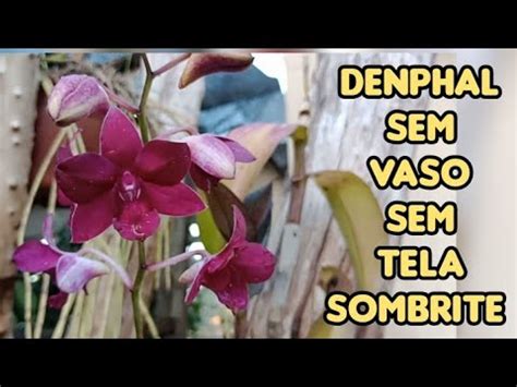 Como Plantar E Regar Orqu Dea Denphal Resultado Youtube