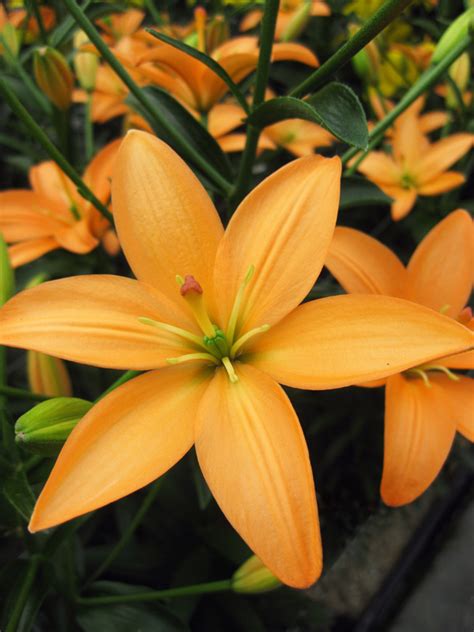 Orange Cocotte Asiatic Lily Bulb