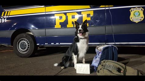 Cão da PRF identifica droga transportada por passageiro de ônibus na BR