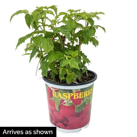 Heritage Raspberry | Gurney's Seed & Nursery Co.