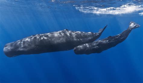 Can We Learn Sperm Whale Language? Researchers Are Using Artificial Intelligence to Find Out