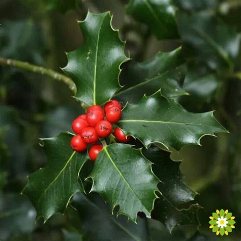 Evergreen Christmas Holly with Red Berries