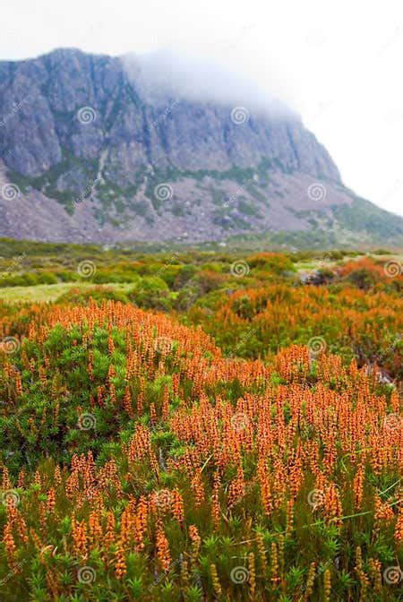 Tasmanian Wilderness stock image. Image of track, landscape - 3413283