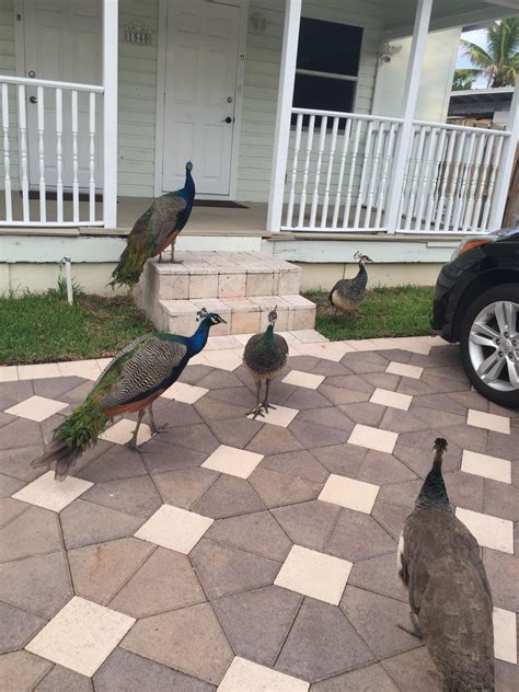 Help My Home Has Been Invaded R Peacocks