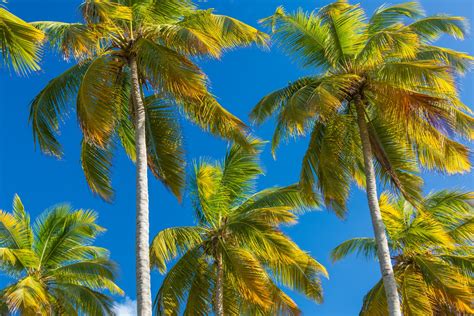 Tropical Palm Trees Free Stock Photo - Public Domain Pictures