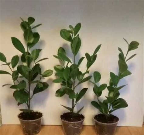 Фикусы микрокарпа Маклейм | Festima.Ru – частные объявления
