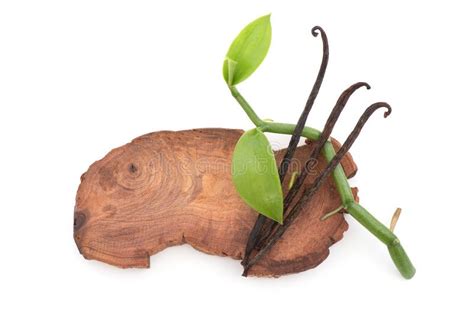 Vanilla Green Leaves And Dried Pods Isolated On White Background Stock