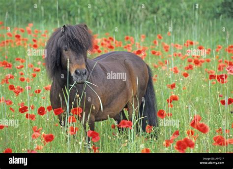 Hengst Auf Einer Blumenwiese Fotos Und Bildmaterial In Hoher