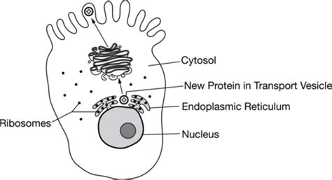 AP Bio Unit 2 Flashcards Quizlet