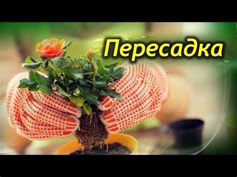 Пересадка комнатной розы. Как и когда нужно пересаживать декоративную ...