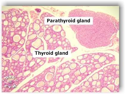 Histology Parathyroid Gland Cells