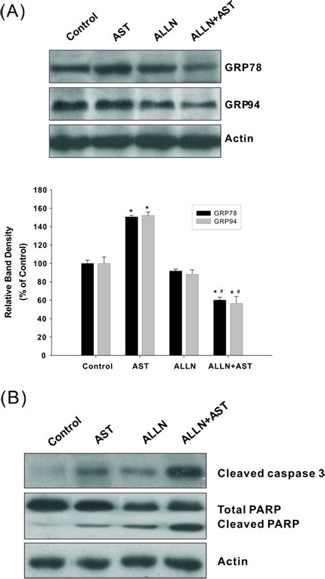 Calpain Inhibitor Attenuates Grp Induction A And Promotes Ast Induced