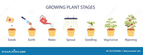 Infograf A De Etapas De Crecimiento De Plantas Ilustraci N Del Vector