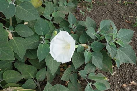 Datura Meteloides Stock Photos, Pictures & Royalty-Free Images - iStock