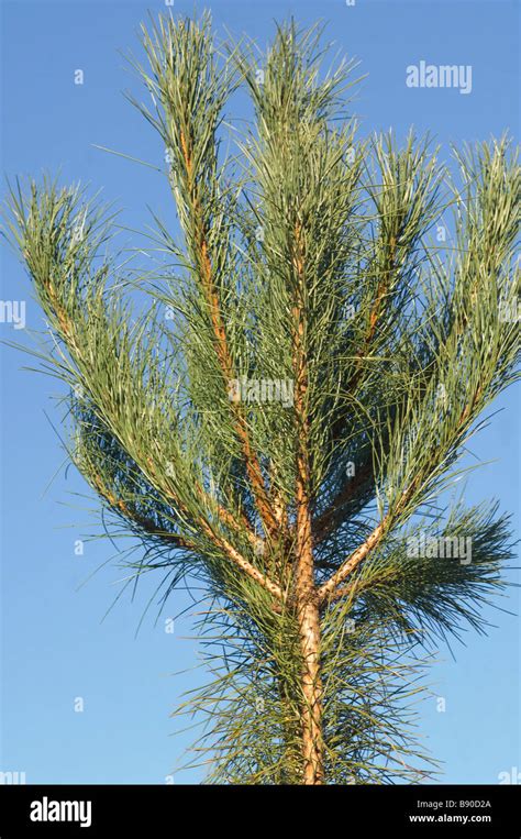 Growing Tree Shoots Of Corsican Pine Against Blue Sky Stock Photo Alamy