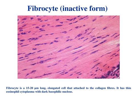 Ppt Understanding Connective Tissue Cells And Blood Cells By Dr Zita