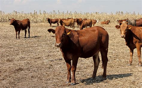 A drought action plan for livestock farmers