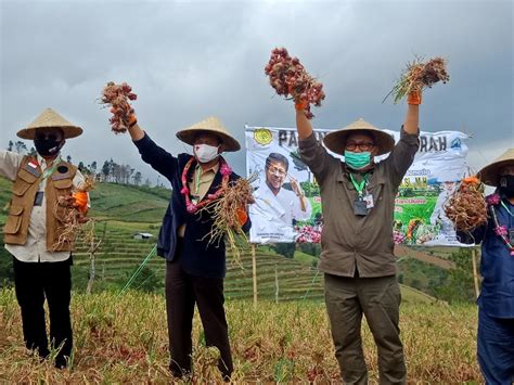 Mengapa Sektor Pertanian Tumbuh Saat Ekonomi Turun Tagar