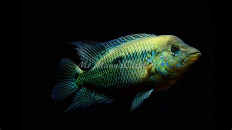Fishroom Update 4/24/15 - YouTube