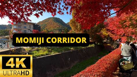 Lake Kawaguchi Japan K Momiji Kairo Maple Corridor Autumn