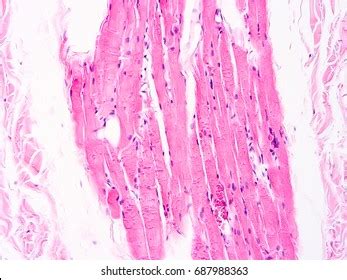 Histology Human Salivary Gland Tissue Show Stock Photo