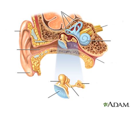 auditory ossicles Diagram | Quizlet